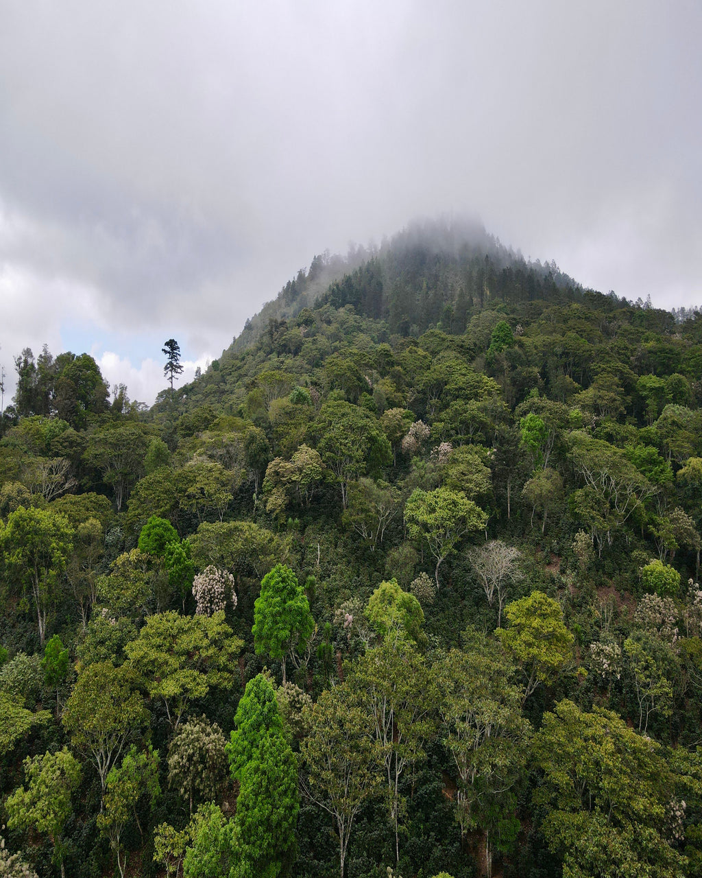 GUATEMALA