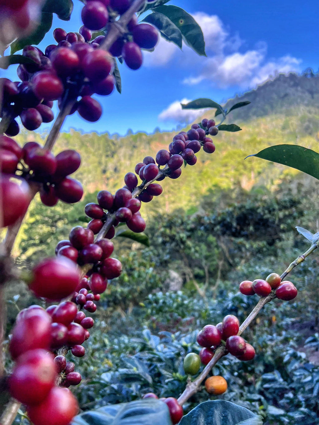GUATEMALA